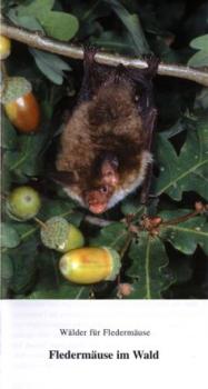 Faltblatt 'Fledermäuse im Wald'